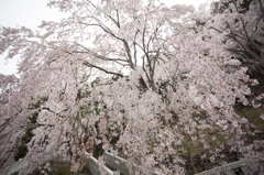 川井峠しだれ桜