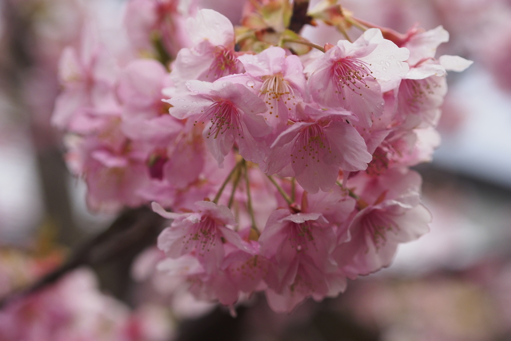 河津桜3