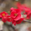 Flowers7
