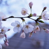 Flowers3