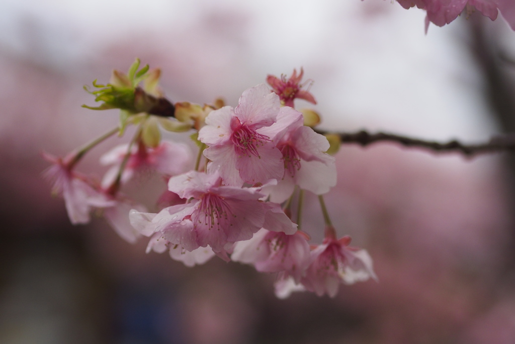 河津桜7