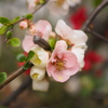 Flowers1