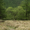 登山道で見つけた木