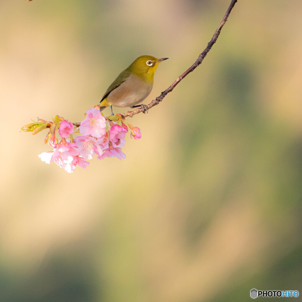 春日和