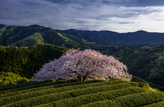 あさぎり町遠山桜