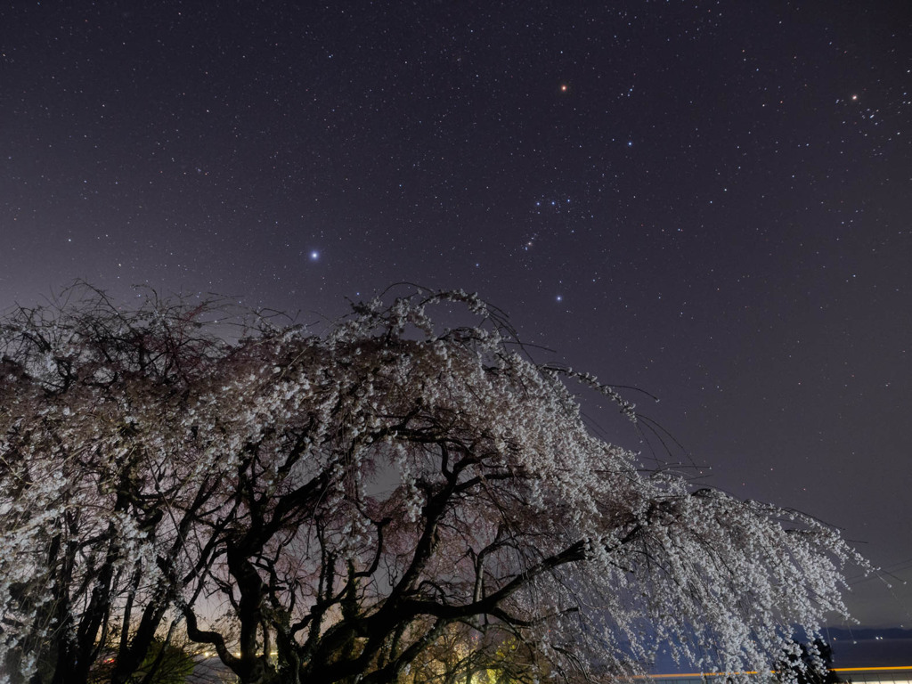 近所のしだれ桜