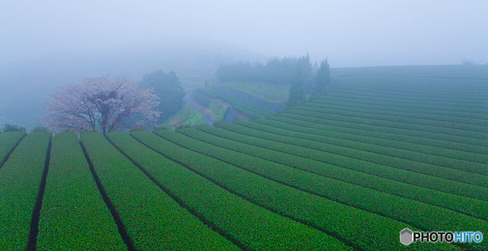 茶園の山桜