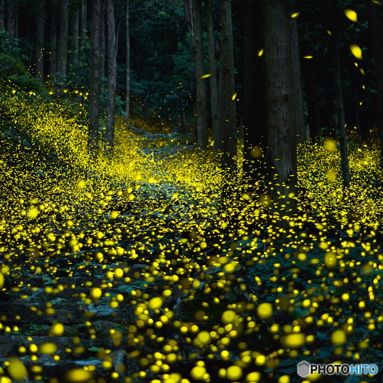 深夜の花園