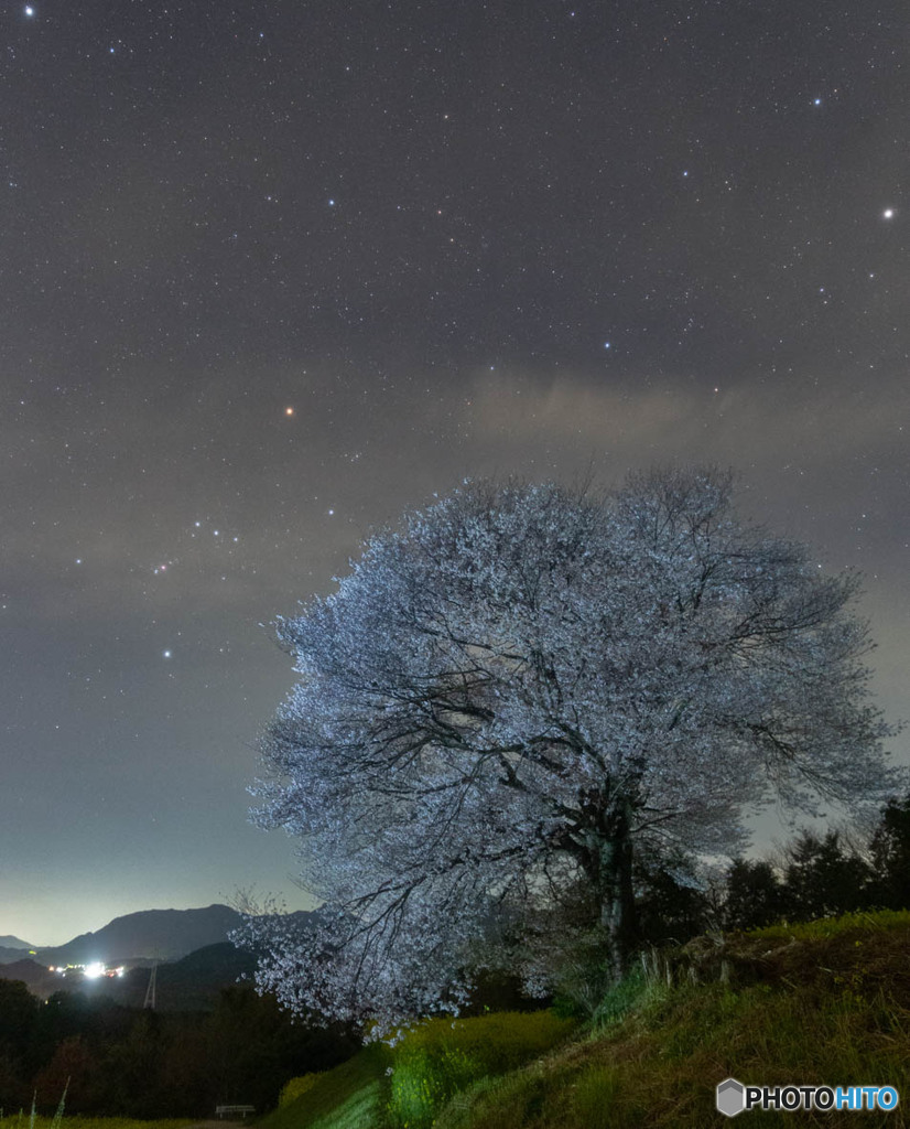 桜とラスト・オリオン座