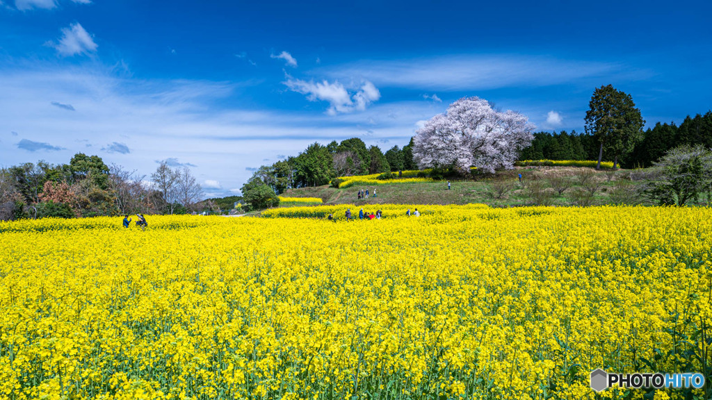 菜の花畑と山櫻