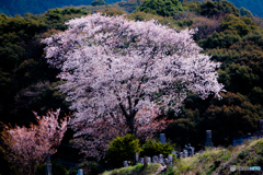 墓守山櫻