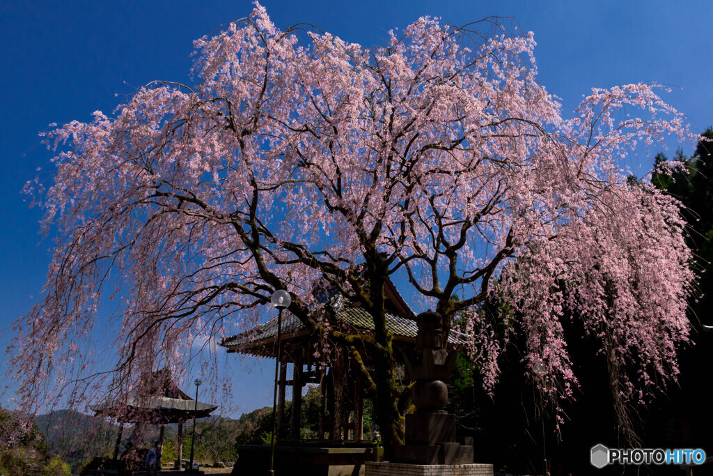 桜日和