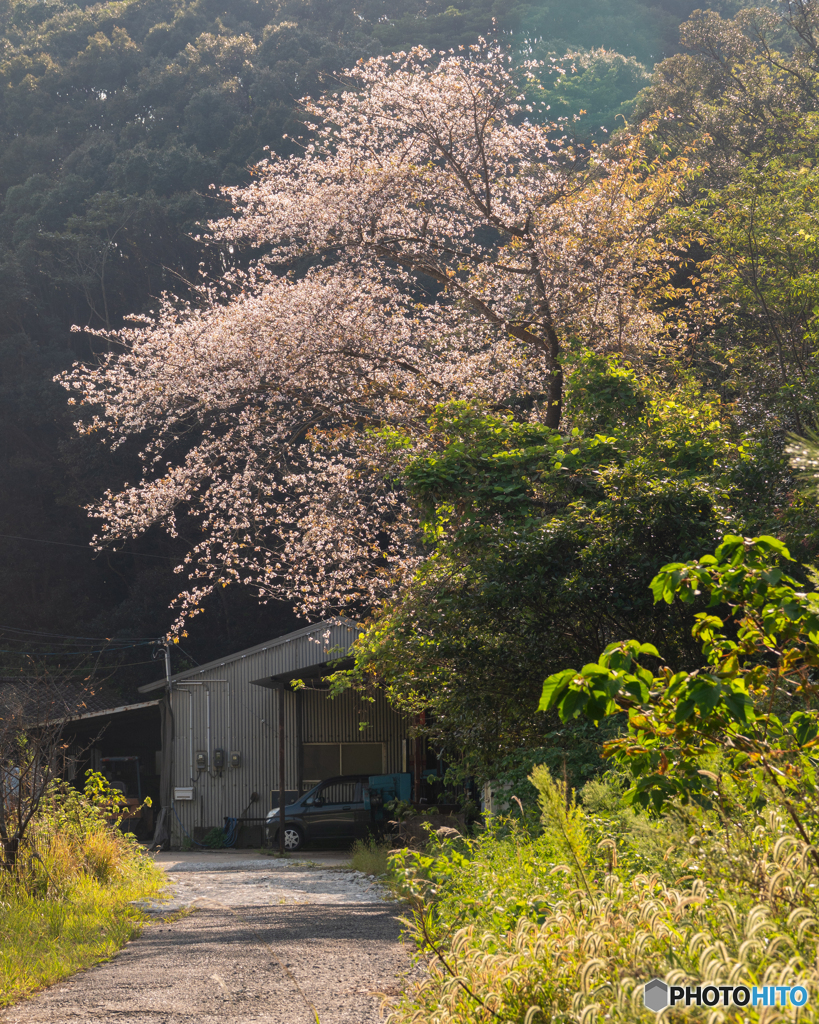 10月 桜