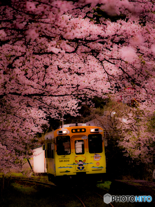 宵桜