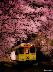 宵桜