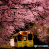 宵桜