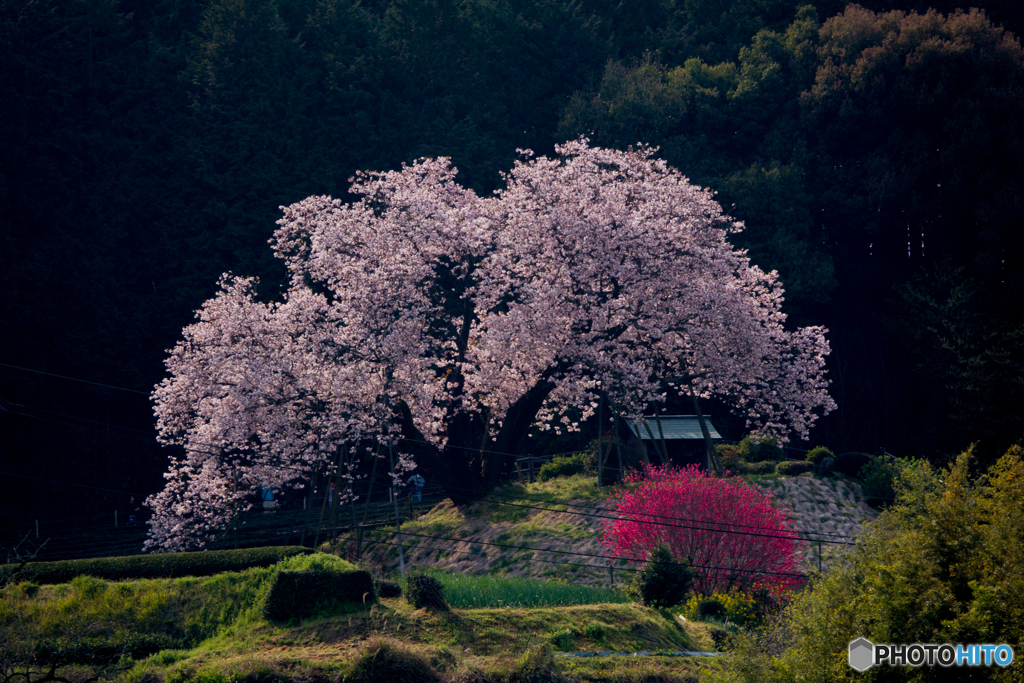 納戸料の百年桜