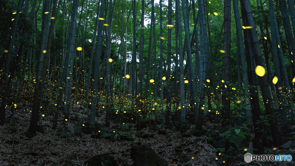 竹林-3