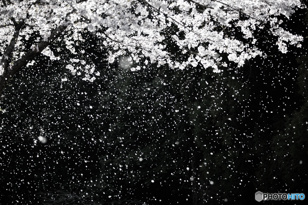 桜舞散る　
