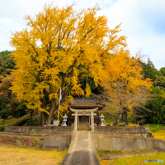 銀杏