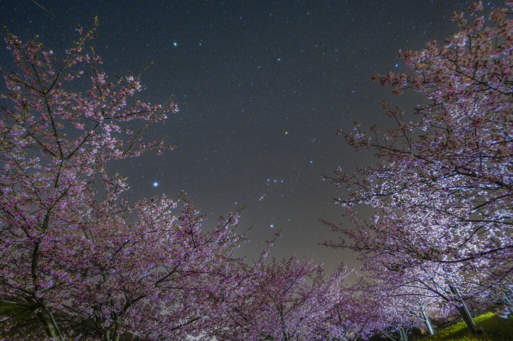 夜桜オリオン　Ⅱ