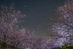 夜桜オリオン　Ⅱ