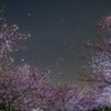 夜桜オリオン　Ⅱ