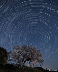 夜桜星景