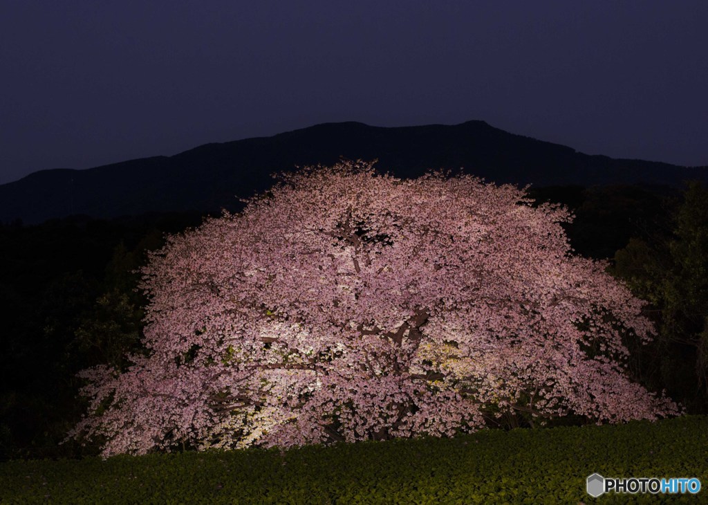 慈眼桜