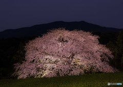 慈眼桜