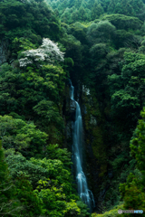 孤高の山桜