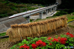 田舎を走る