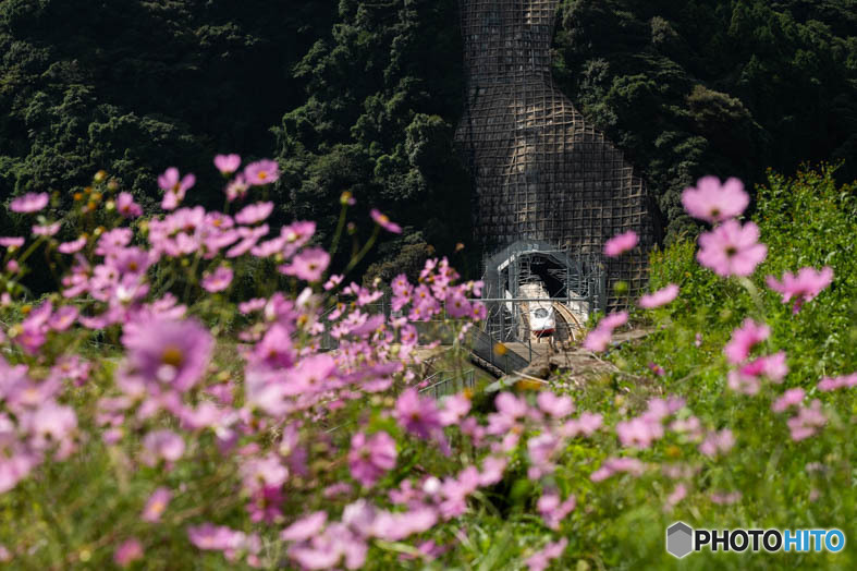 秋桜の頃-1