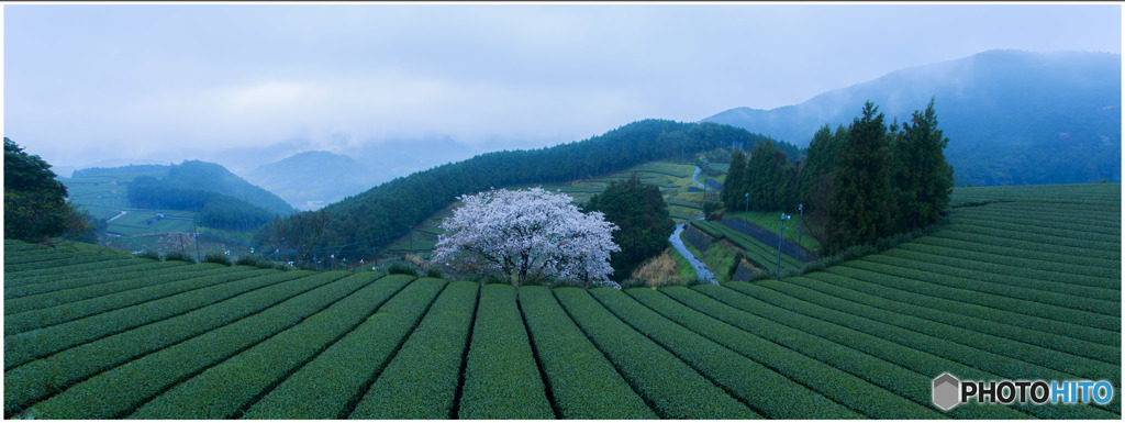 茶園のヤマザクラ