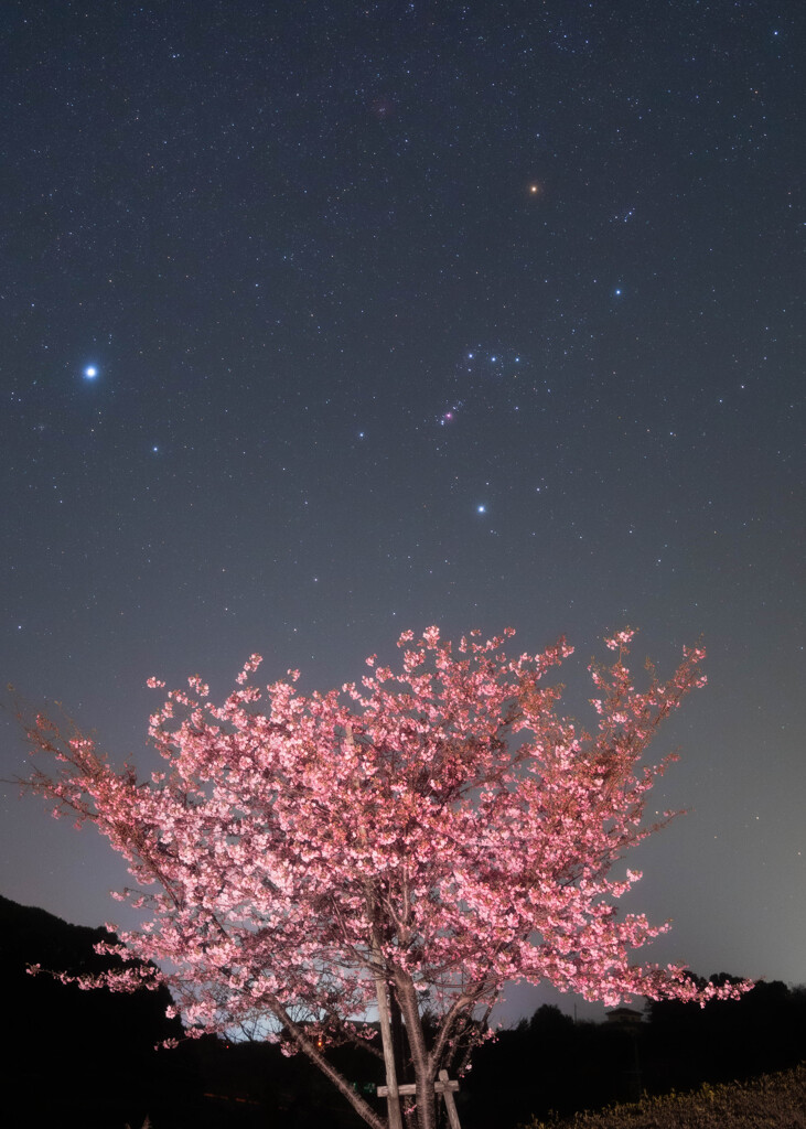 夜桜オリオン　Ⅲ