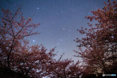 夜桜オリオン