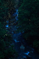 渓谷の蛍・5