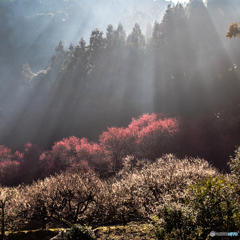 斜陽紅梅