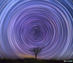 枯れ木に星を・・・Ⅱ