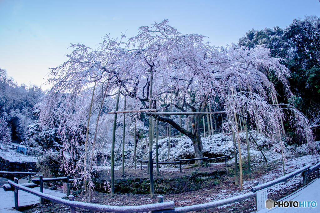 雪化粧