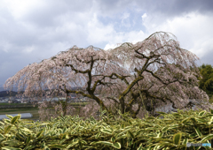 田の頭の枝垂桜