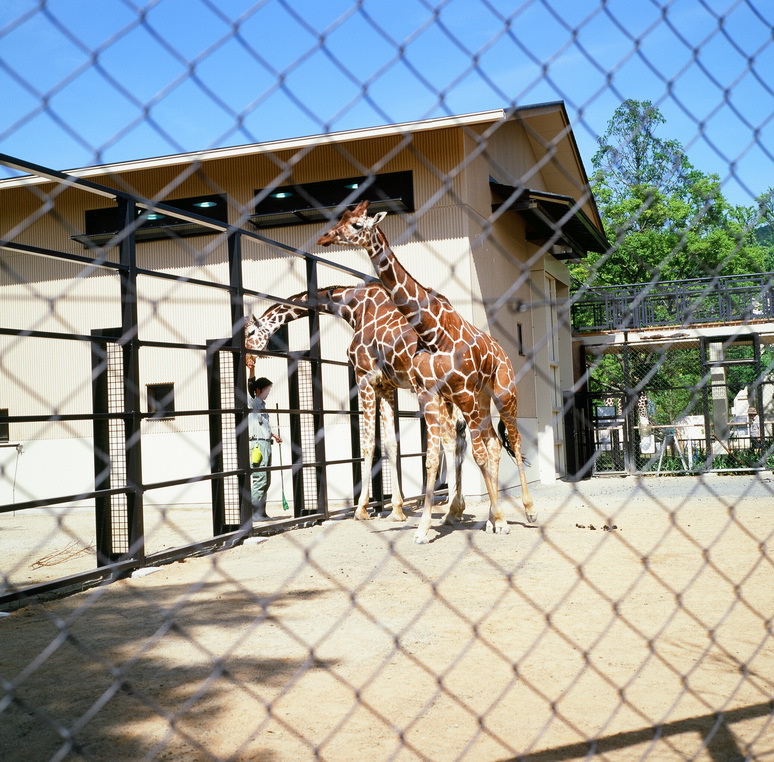 ２０１３．５　京都市動物園