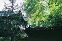 ２０１３　大徳寺