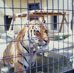 ２０１３．５　京都市動物園