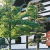 ２０１３．５　東福寺
