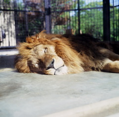 ２０１３．５　京都市動物園