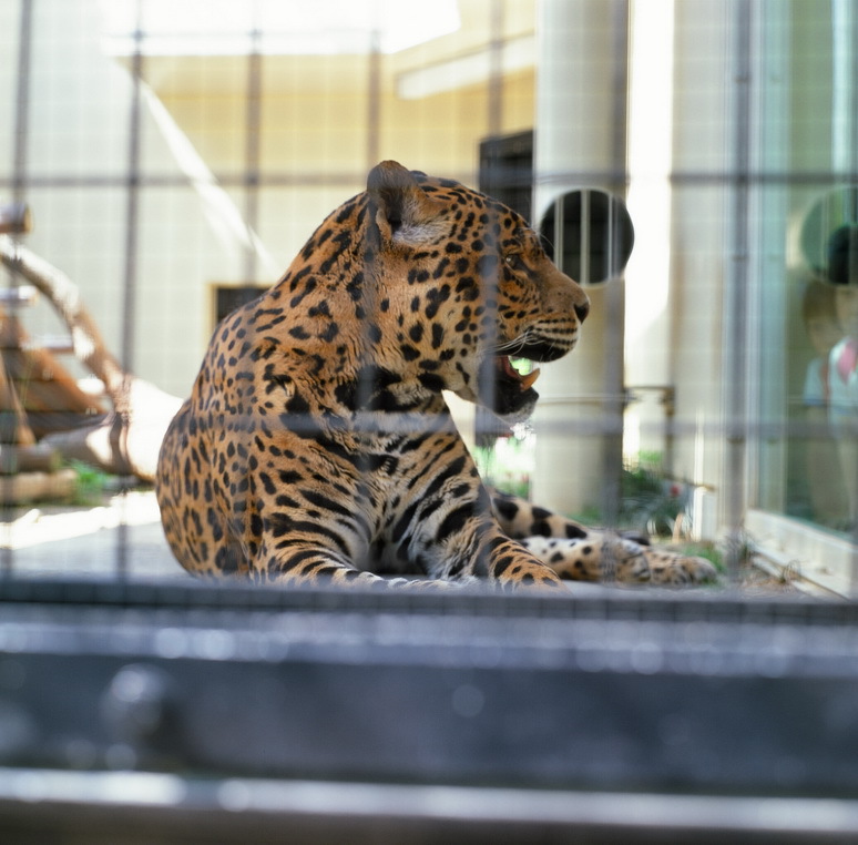 ２０１３．５　京都市動物園