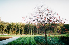 ２０１２　平林寺