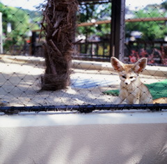 ２０１３．５　京都市動物園