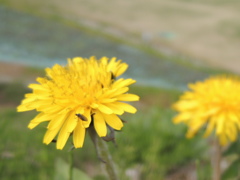 タンポポと羽虫